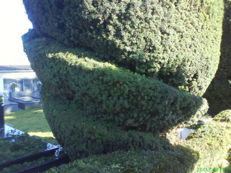 Jardinería en Gijón Jardinería en Gijón